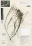 Ischyrolepis karooica Esterh., South Africa, E. E. Esterhuysen 30458, Isotype, F