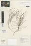 Restio pulvinatus Esterh., South Africa, E. E. Esterhuysen 35168, Isotype, F