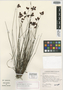 Staberoha ornata Esterh., South Africa, E. E. Esterhuysen 30823, Isotype, F