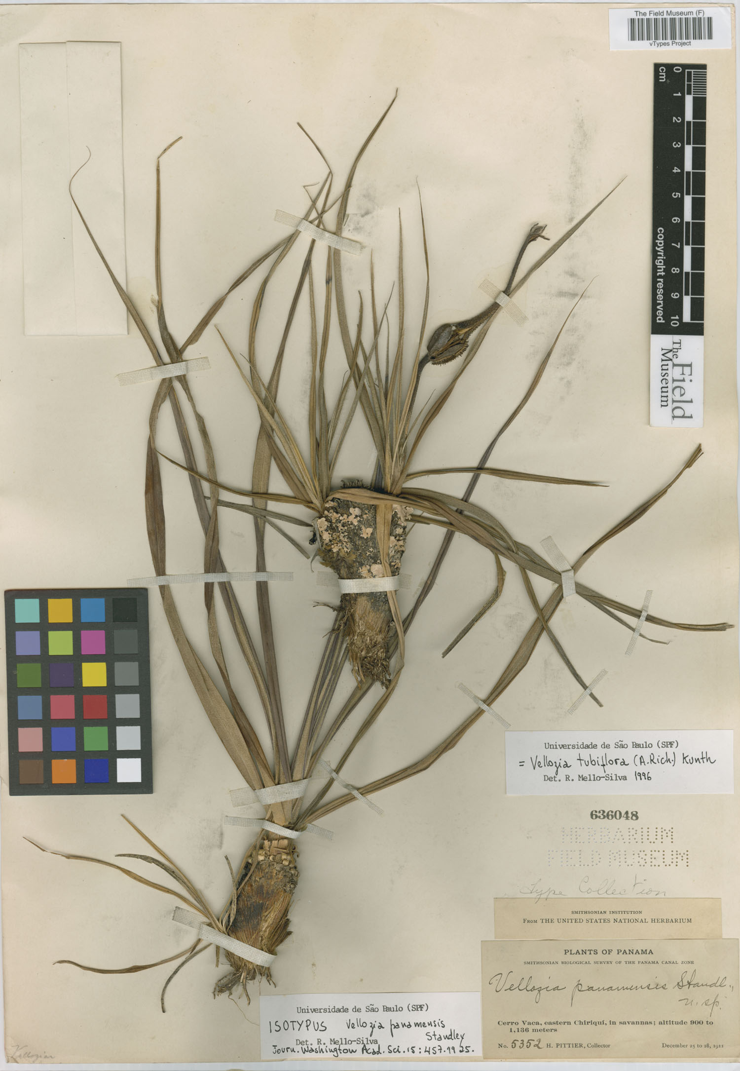 Velloziaceae image