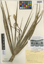 Vellozia maudeana R. E. Schult., Colombia, R. E. Schultes 19120, Isotype, F