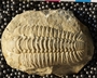 P598-6_fossil