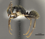 FMNHINS0000105002 p Camponotus froggatti