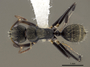 FMNHINS0000105002 d Camponotus froggatti