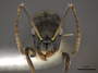FMNHINS0000105002 h Camponotus froggatti