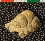 UC8608_fossil