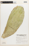 Opuntia undulata image