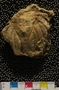 UC22109_fossil