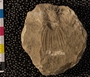UC36510_fossil