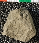 UC60657 fossil