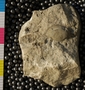 PE54892 fossil