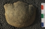 PE56379_fossil