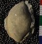 UC504_fossil
