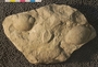 UC21721_fossil