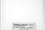 Grimmia alpestris image