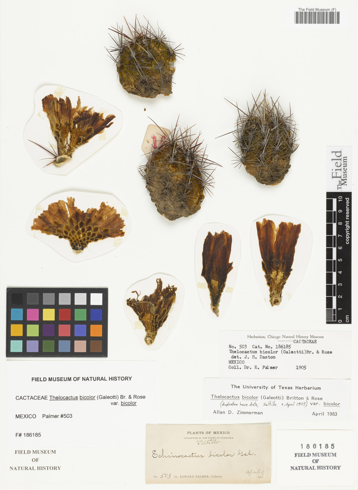 Thelocactus bicolor var. bicolor image