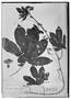 Field Museum photo negatives collection; Genève specimen of Passiflora serrata var. digitata DC., PERU, H. Ruíz L., Type [status unknown], G