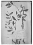 Field Museum photo negatives collection; Genève specimen of Semibegoniella sodiroi C. DC., ECUADOR, L. A. Sodiro 582, Type [status unknown], G