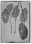 Field Museum photo negatives collection; Genève specimen of Begonia labomaculata C. DC., ECUADOR, L. A. Sodiro 590a, Type [status unknown], G