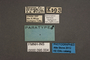 95004 Acrolophus forbesi PT labels IN
