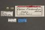 95015 Cossus cadambae HT labels IN