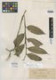 Alpinia apoensis Elmer, PHILIPPINES, A. D. E. Elmer 11889, Isotype, F