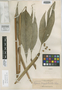 Alpinia longipetiolata Elmer, PHILIPPINES, A. D. E. Elmer 16954, Syntype, F