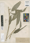 Alpinia longipetiolata Elmer, PHILIPPINES, A. D. E. Elmer 16167, Syntype, F