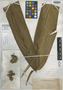 Amomum lepicarpa Ridl., PHILIPPINES, A. D. E. Elmer 10044, Isotype, F