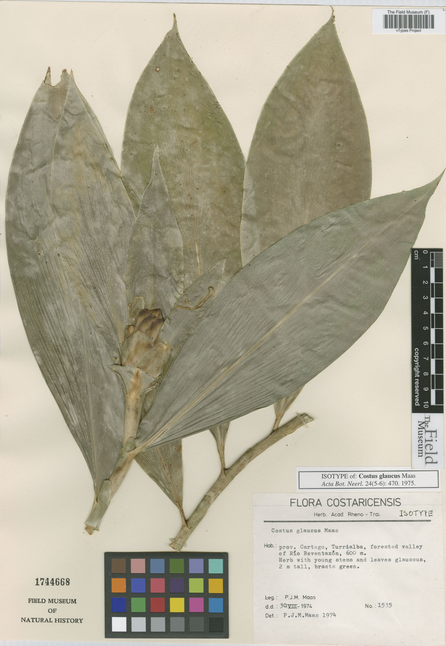 Costus glaucus image