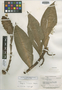 Costus ramosus Woodson, BRITISH GUIANA [Guyana], A. C. Smith 2869, Isotype, F
