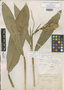 Renealmia hygrophila K. Schum., Colombia, F. C. Lehmann 5298, Isolectotype, F