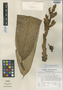 Renealmia ligulata Maas, Colombia, P. J. M. Maas 1826, Isotype, F