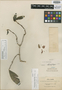 Anisacanthus glaberrimus M. E. Jones, MEXICO, M. E. Jones 22976, Isotype, F