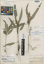 Aphelandra aurantiaca var. stenophylla Standl., HONDURAS, P. C. Standley 53487, Holotype, F