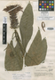 Aphelandra dunlapiana Standl., HONDURAS, P. C. Standley 7618, Holotype, F