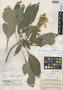 Aphelandra gigantiflora f. lutea Standl. & Steyerm., GUATEMALA, P. C. Standley 89560, Holotype, F