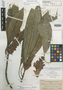 Aphelandra speciosa Brandegee, MEXICO, C. A. Purpus 6995, Isotype, F