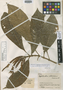 Aphelandra arborescens Leonard, COLOMBIA, J. Cuatrecasas 15400, Isotype, F