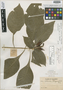Aphelandra daemonia Leonard, COLOMBIA, Herb. H. Smith 1415, Isotype, F
