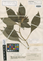 Aphelandra lasia Leonard, COLOMBIA, O. L. Haught 3945, Isotype, F