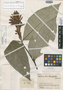 Aphelandra leiophylla Leonard, COLOMBIA, J. Cuatrecasas 15436, Isotype, F