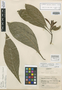 Aphelandra longispica Leonard, COLOMBIA, E. P. Killip 38346, Isotype, F