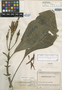 Aphelandra macrophylla Leonard, COLOMBIA, J. Cuatrecasas 12873, Isotype, F