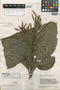 Aphelandra megaphylla Leonard, VENEZUELA, J. A. Steyermark 56152, Holotype, F