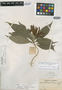 Aphelandra mildbraediana Leonard, COLOMBIA, Herb. H. Smith 1414, Isotype, F