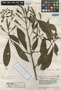Aphelandra pedunculata Leonard, VENEZUELA, J. A. Steyermark 56095, Isotype, F