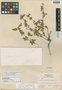 Averia melanosperma Leonard, HONDURAS, L. O. Williams 14050, Isotype, F