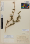 Barleriola multiflora Urb. & Ekman, HAITI, E. L. Ekman 5459, Type [status unknown], F