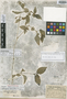 Blechum pedunculatum Donn. Sm., GUATEMALA, C. C. Deam 6277, Isotype, F
